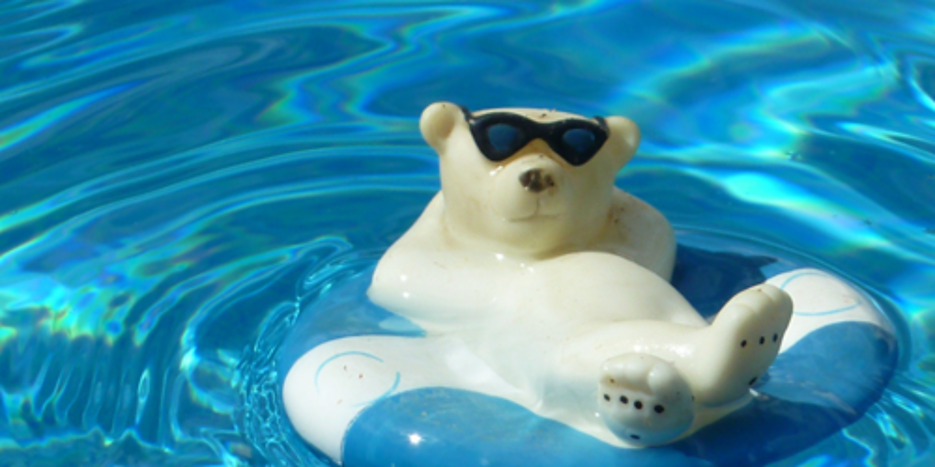 Polar bear