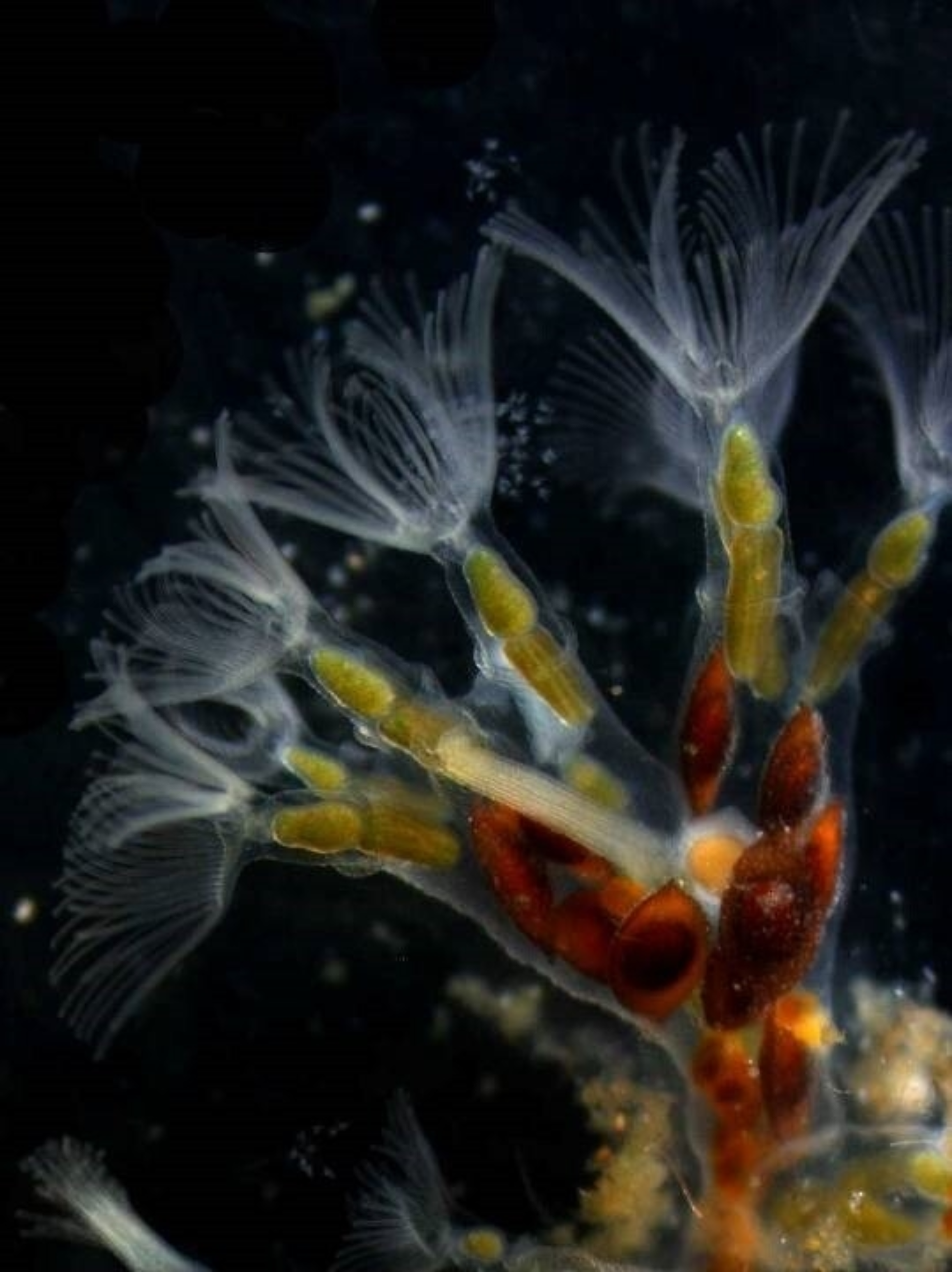 Crystal Moss animal credits to Dr Hanna Hartikainen of Nottingham Uni